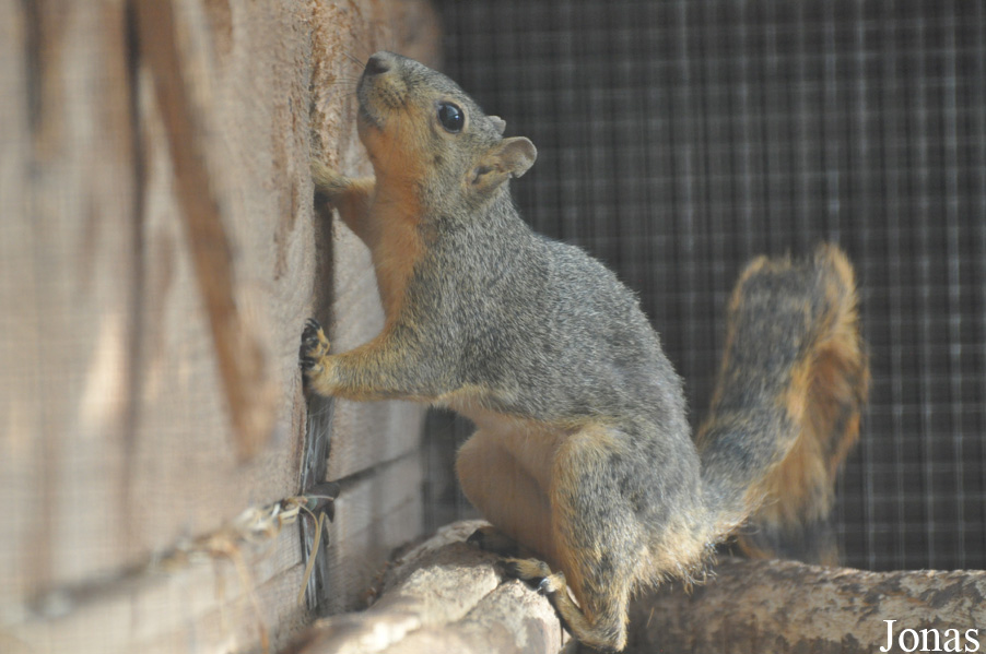 Sciurus niger