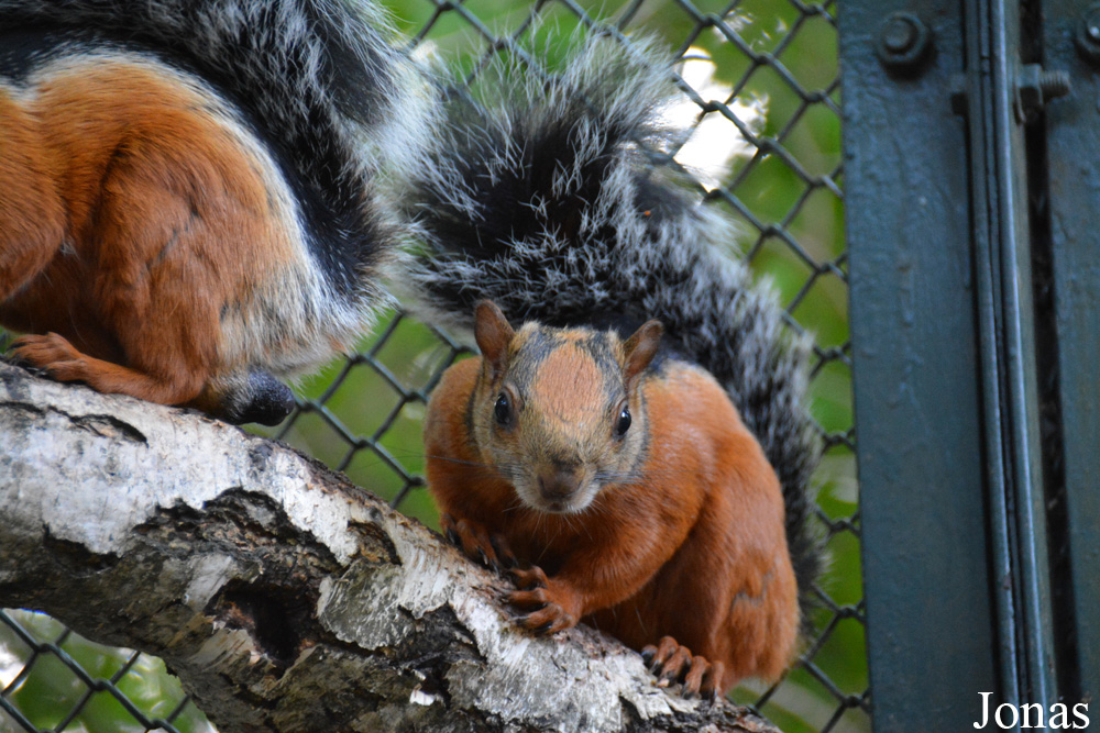 Sciurus variegatoides atrirufus