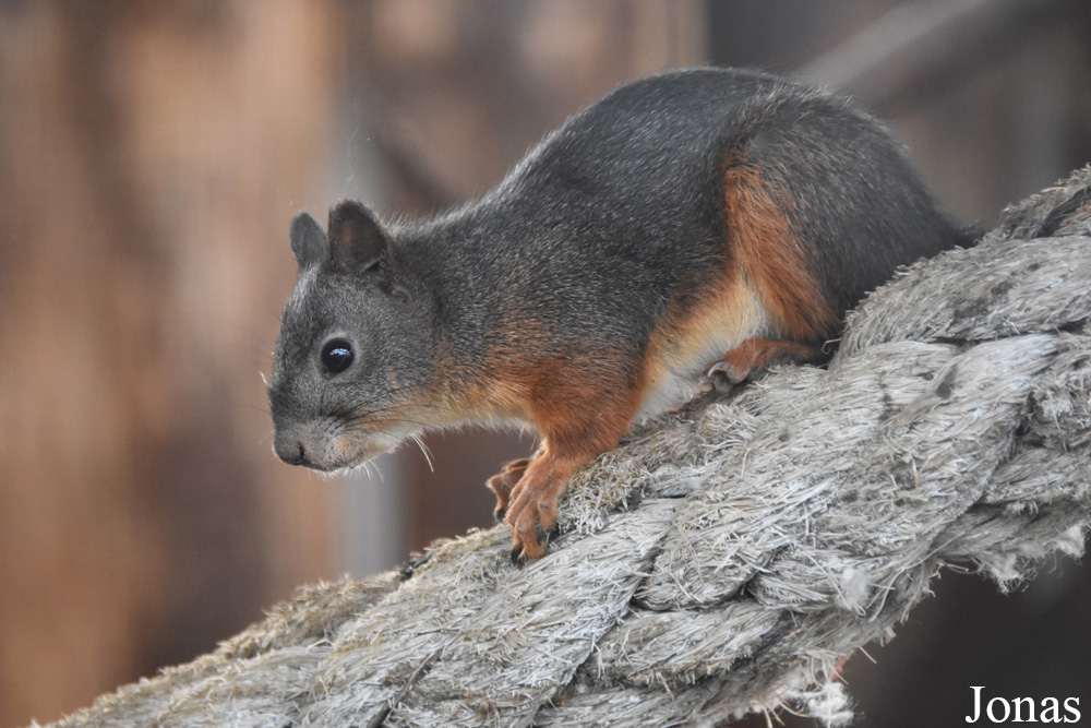 Sciurus vulgaris