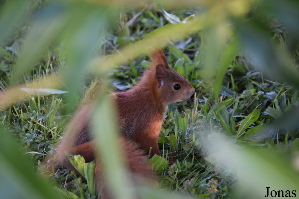 Sciurus vulgaris / Kehl