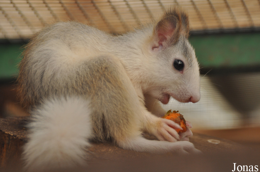 Sciurus vulgaris
