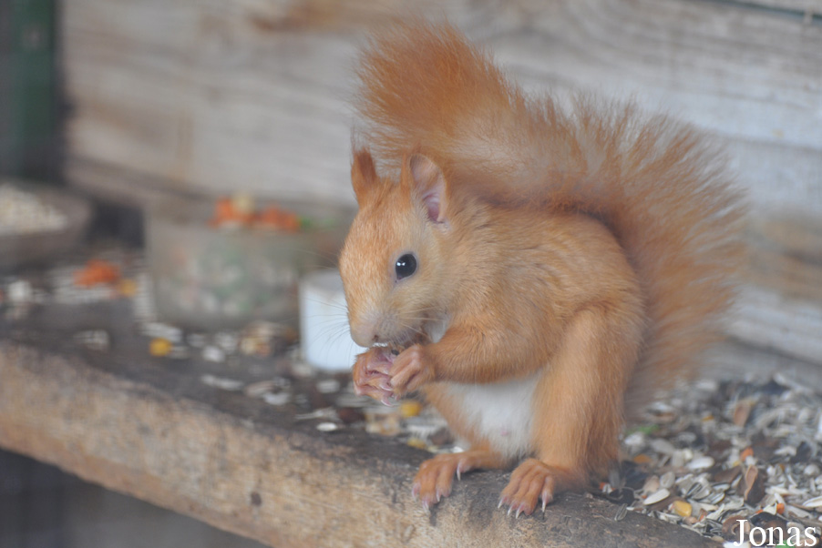 Sciurus vulgaris