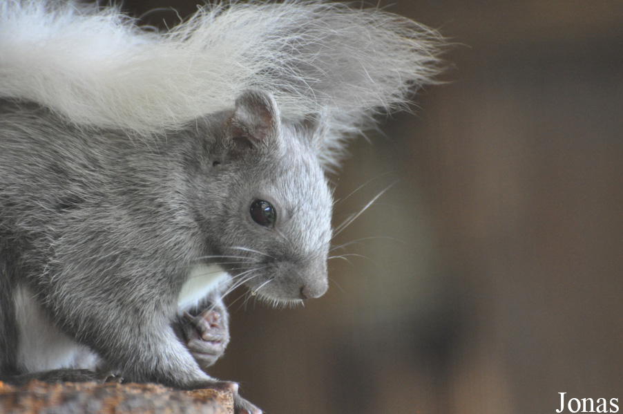 Sciurus vulgaris