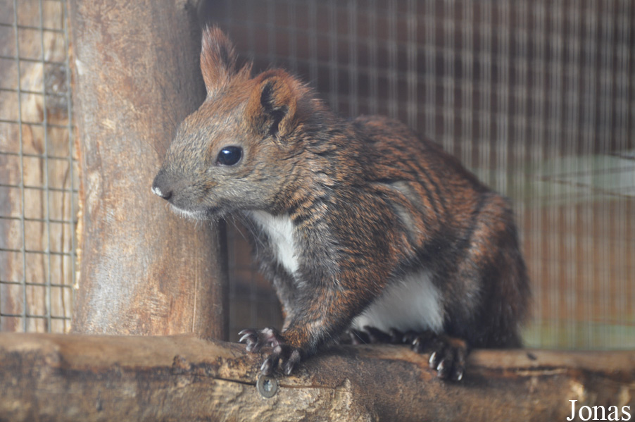Sciurus vulgaris