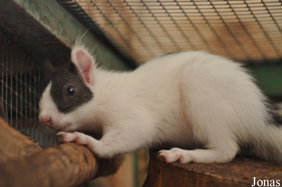 Sciurus vulgaris