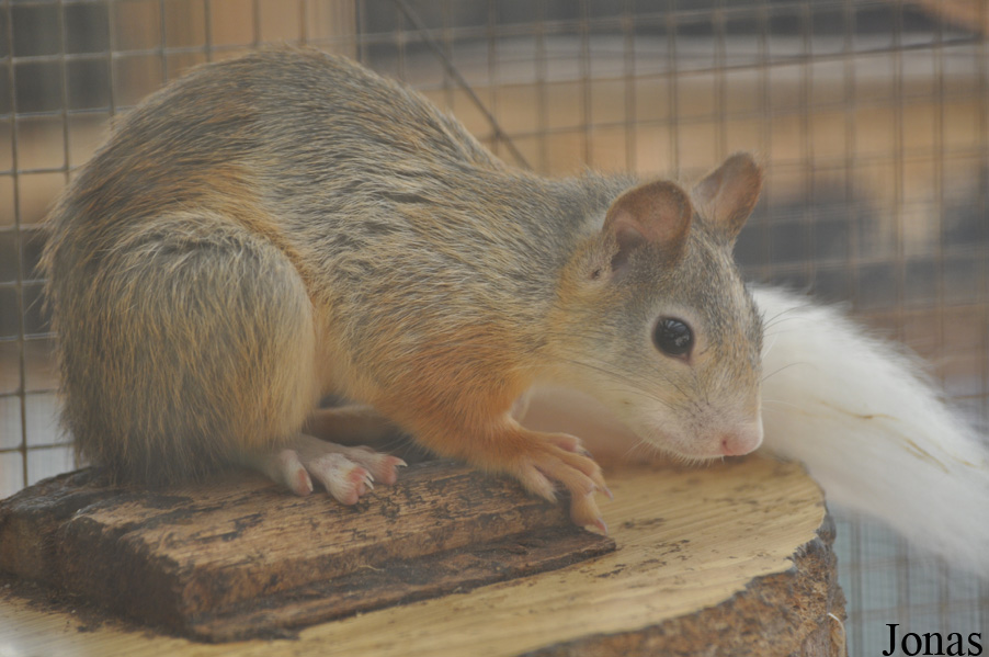 Sciurus vulgaris