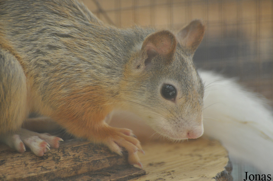 Sciurus vulgaris