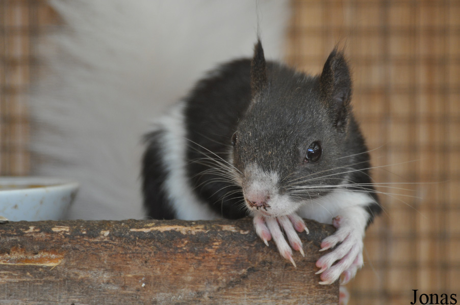 Sciurus vulgaris