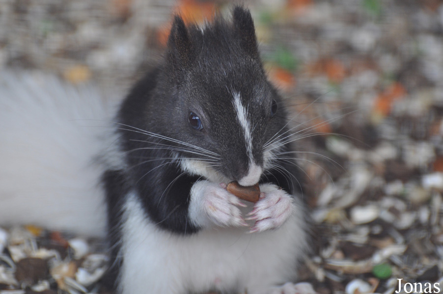 Sciurus vulgaris