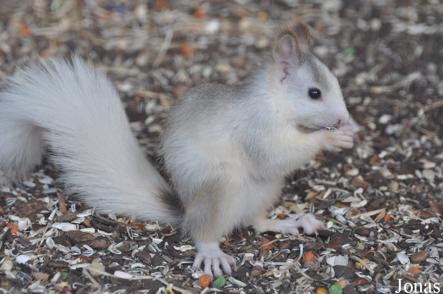 Sciurus vulgaris