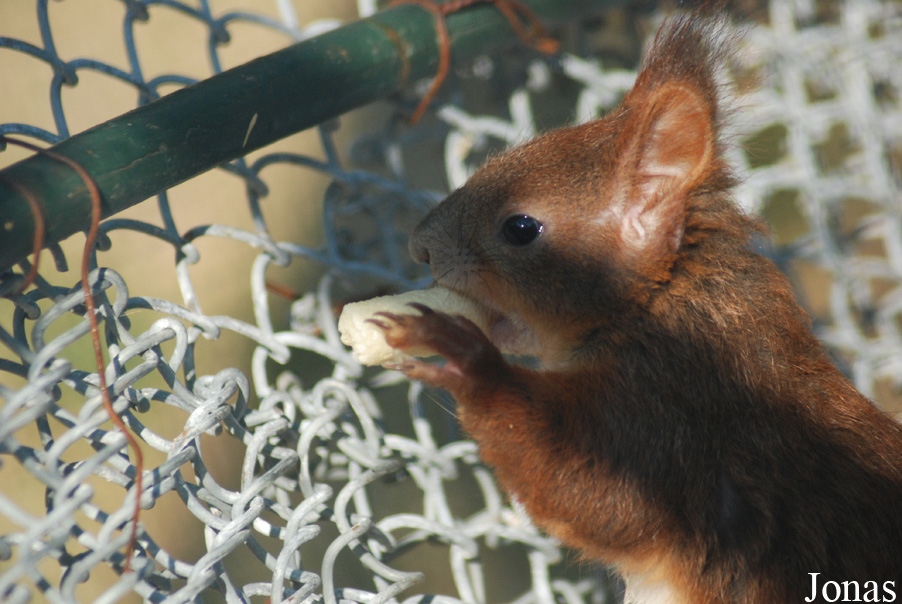 Sciurus vulgaris