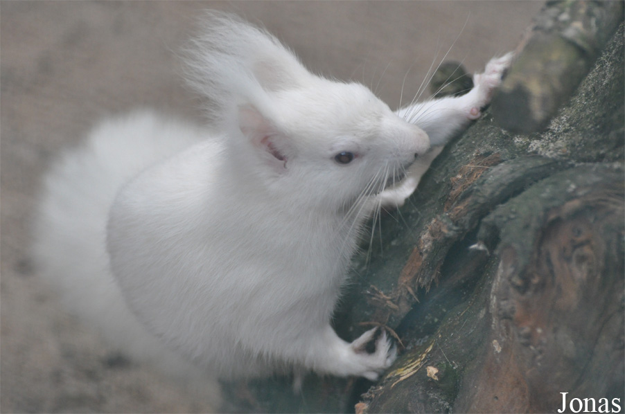 Sciurus vulgaris