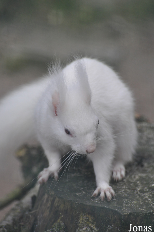Sciurus vulgaris