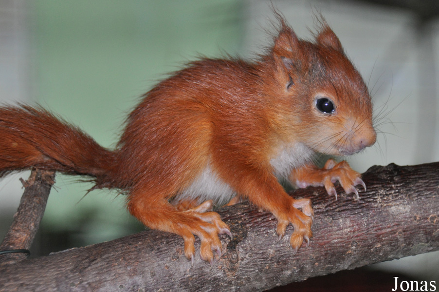 Sciurus vulgaris