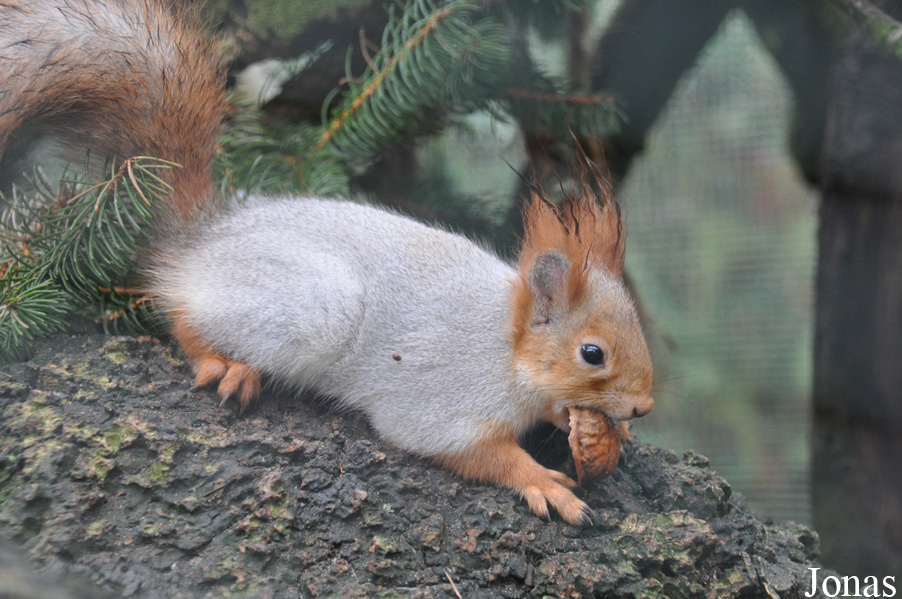 Sciurus vulgaris exalbidus