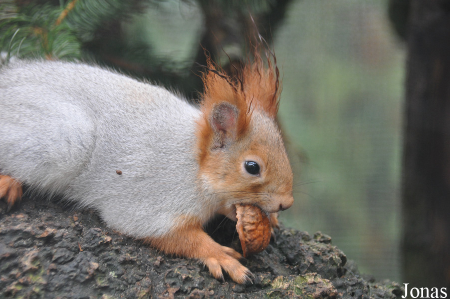 Sciurus vulgaris exalbidus