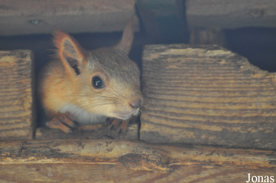 Sciurus vulgaris exalbidus
