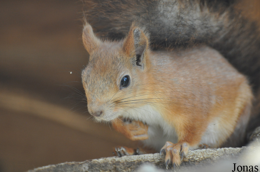 Sciurus vulgaris exalbidus