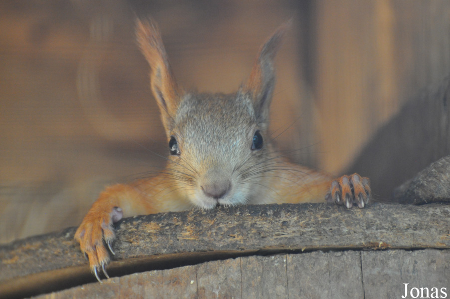 Sciurus vulgaris exalbidus