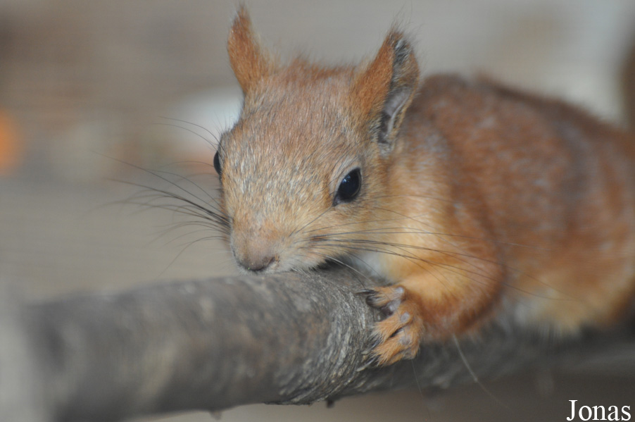 Sciurus vulgaris exalbidus