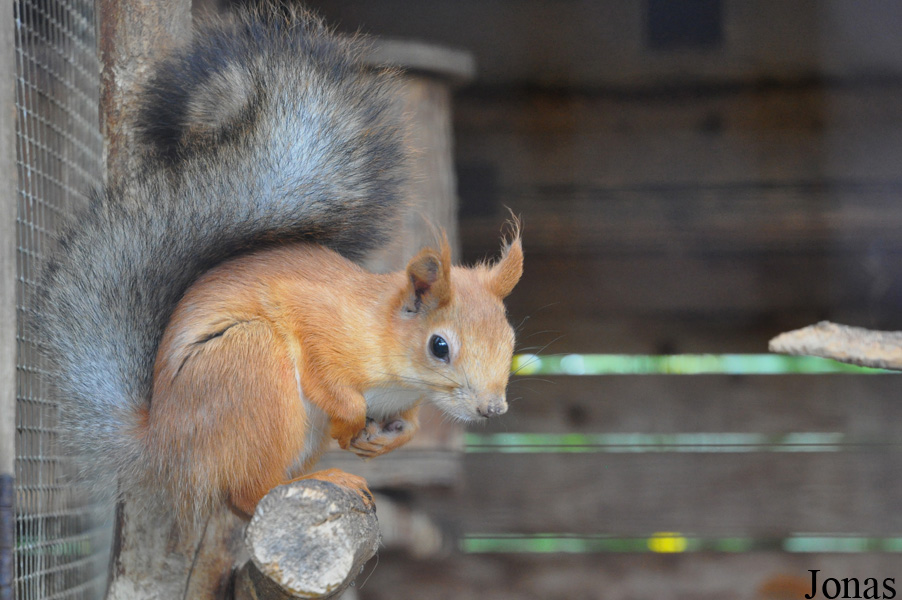 Sciurus vulgaris exalbidus