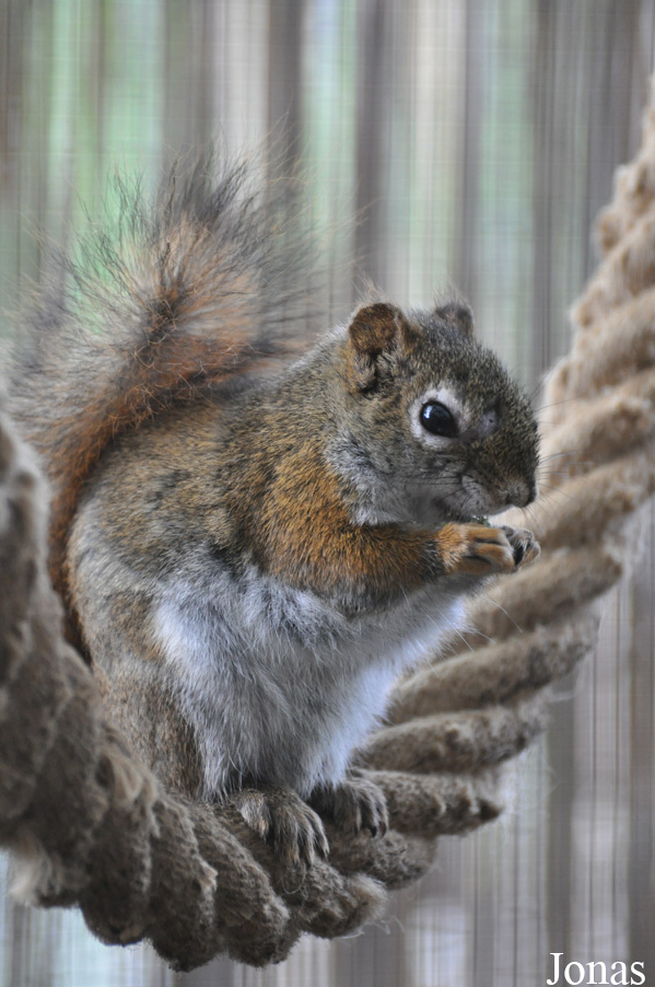Tamiasciurus hudsonicus