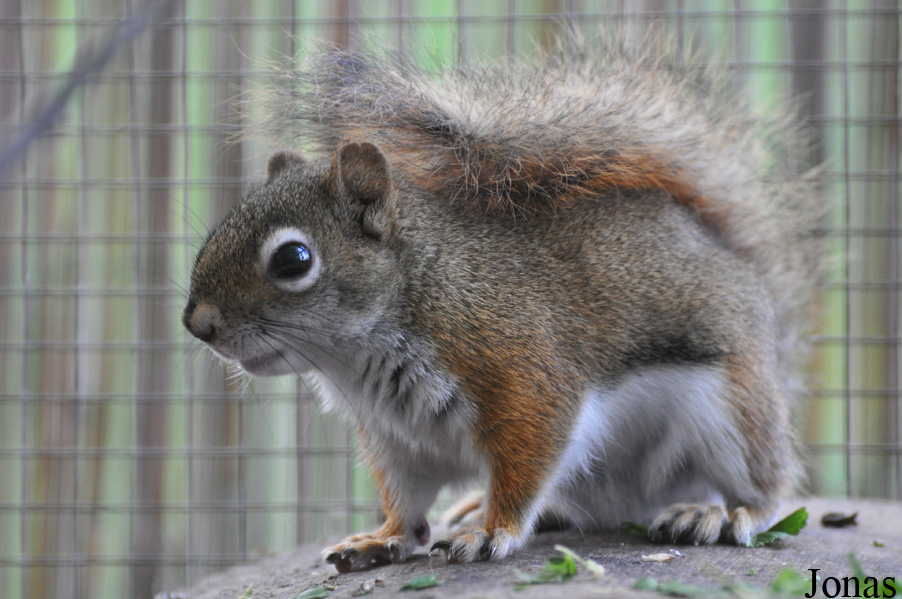 Tamiasciurus hudsonicus