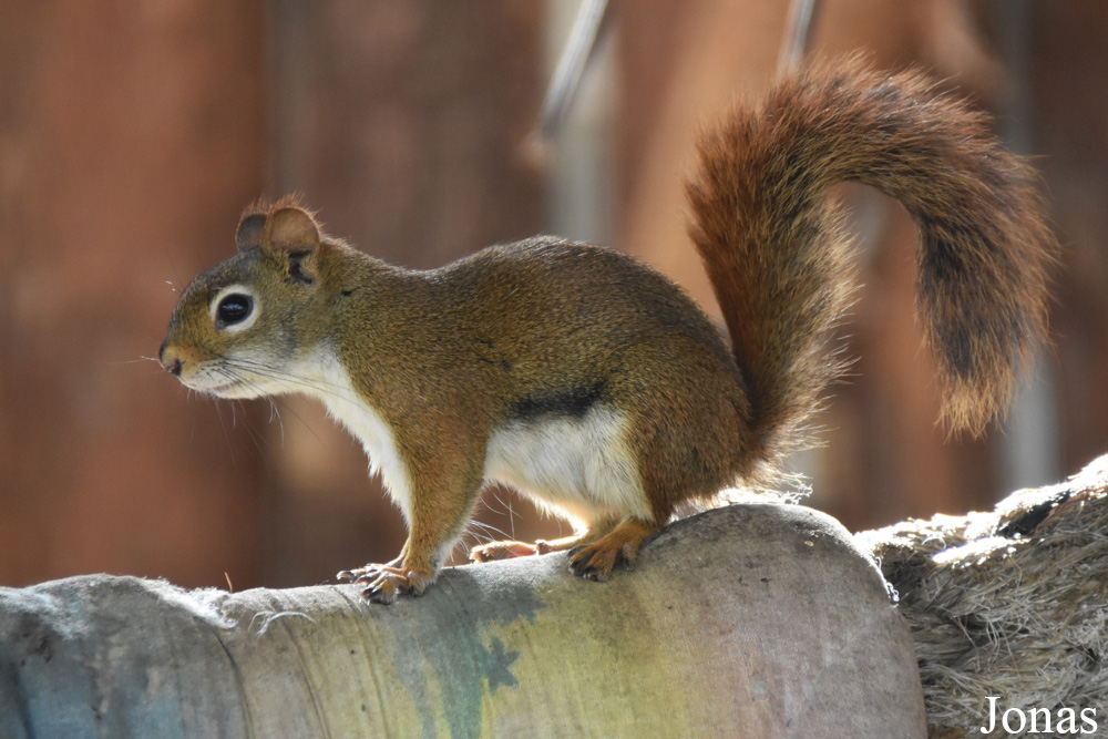 Tamiasciurus hudsonicus