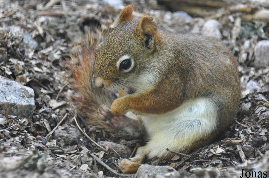 Tamiasciurus hudsonicus
