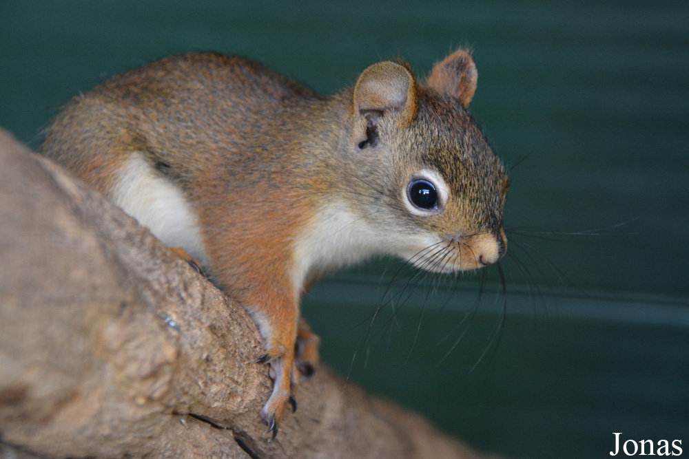 Tamiasciurus hudsonicus