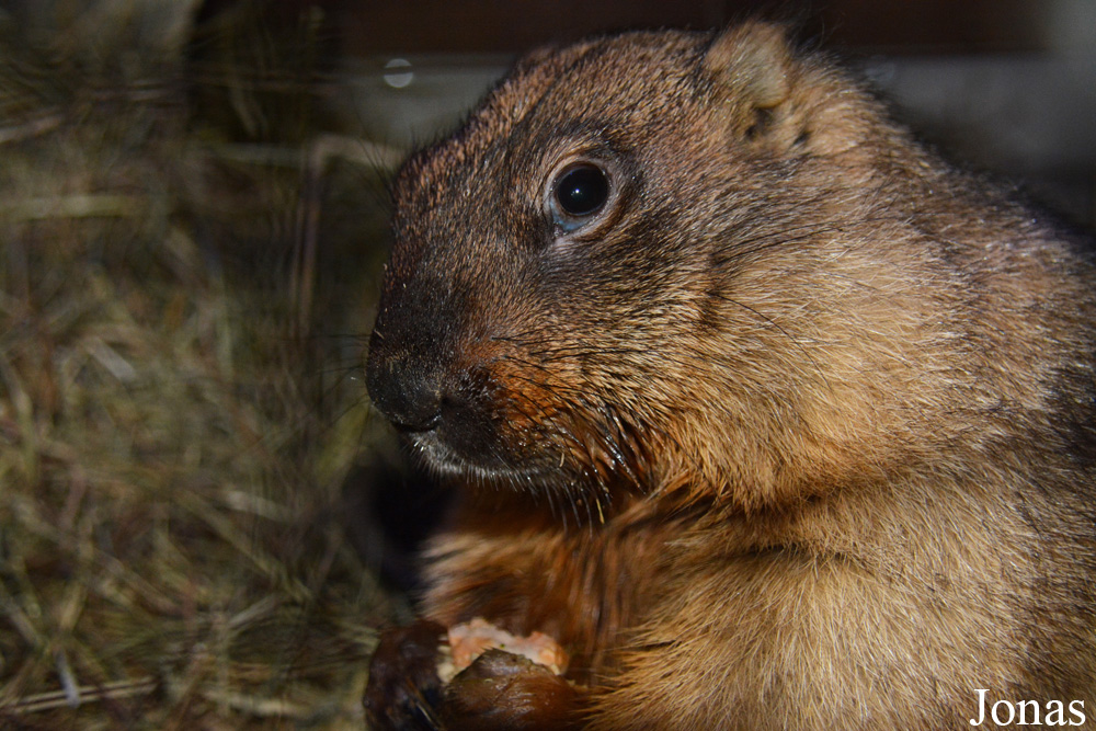 Marmota bobak