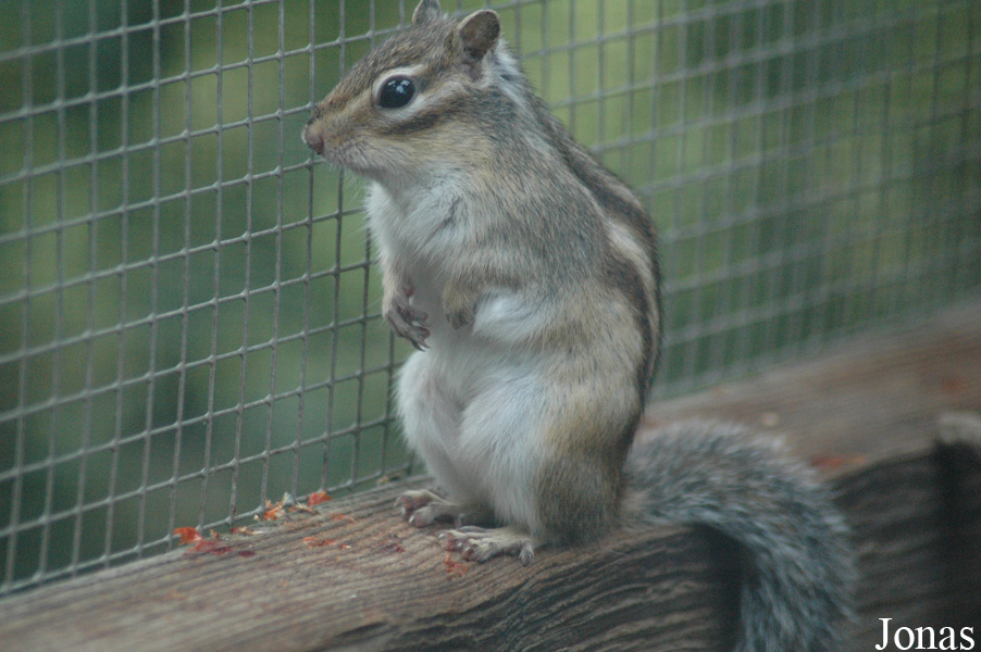Tamias sibiricus