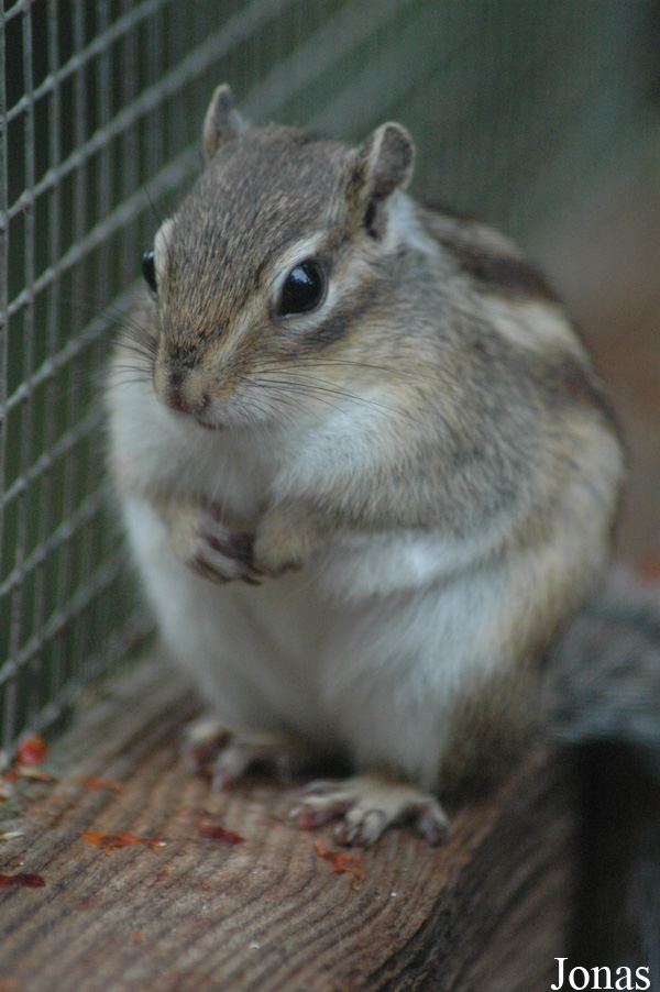 Tamias sibiricus