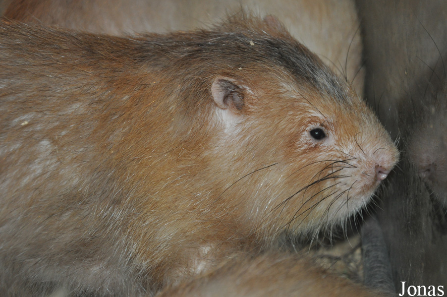 Rhizomys sumatrensis