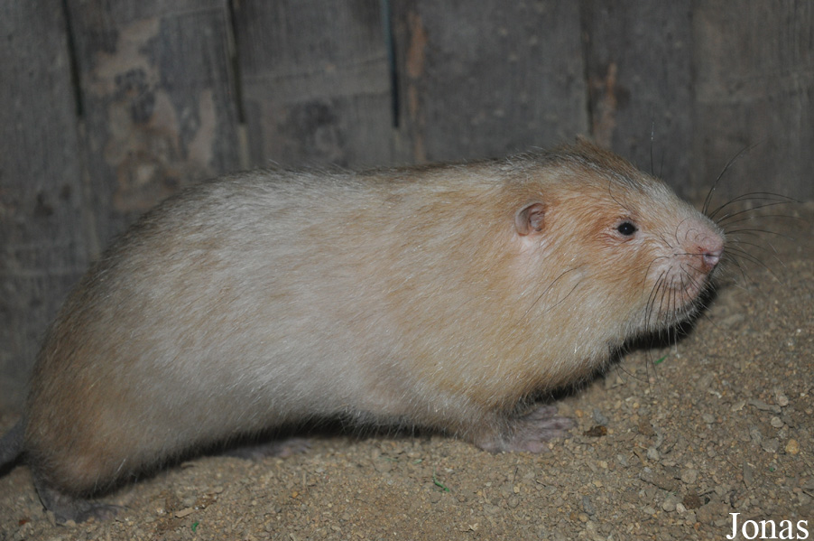 Rhizomys sumatrensis