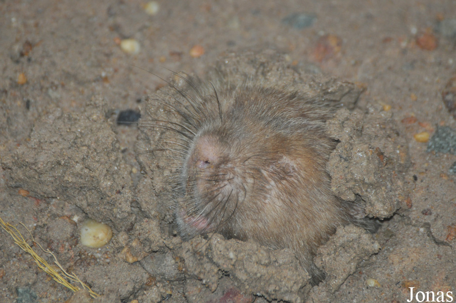Rhizomys sumatrensis