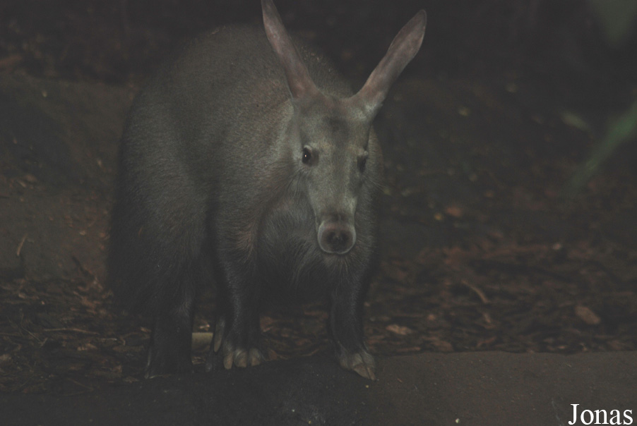 Orycteropus afer