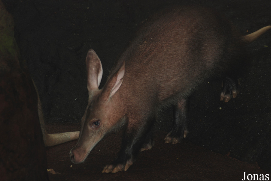Orycteropus afer