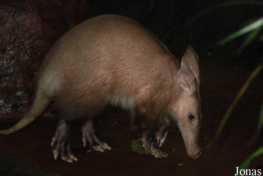 Orycteropus afer