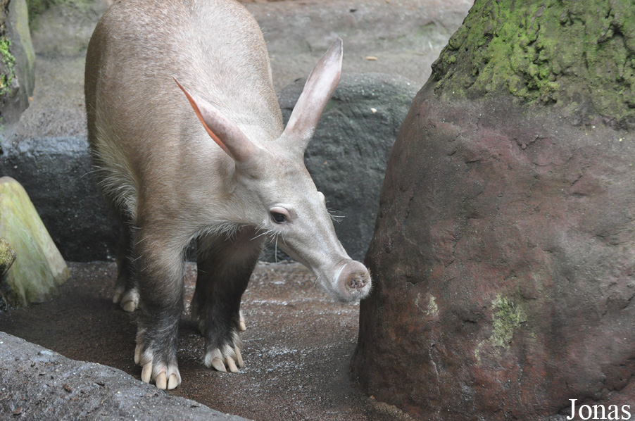 Orycteropus afer