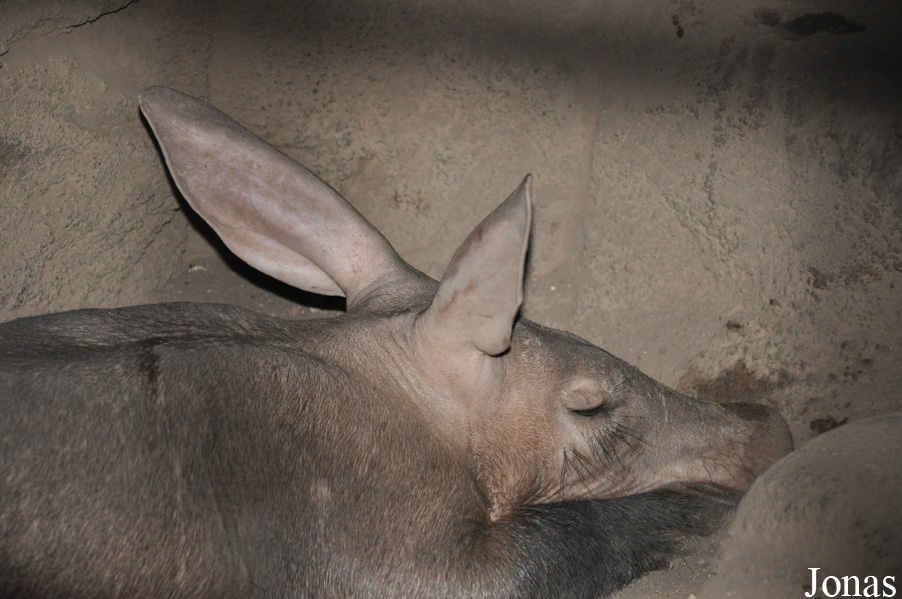 Orycteropus afer