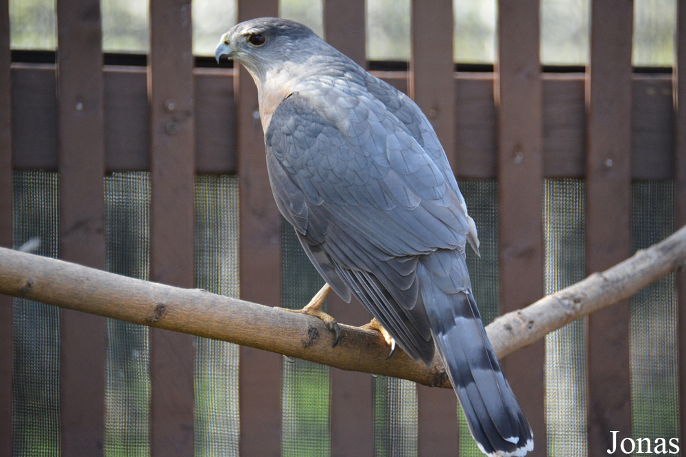 Accipiter cooperii