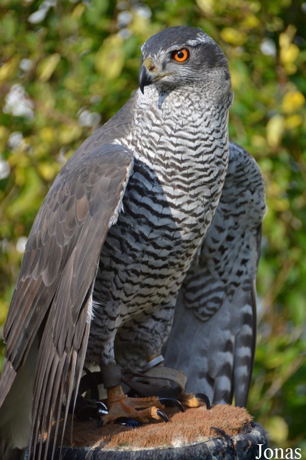 Accipiter gentilis