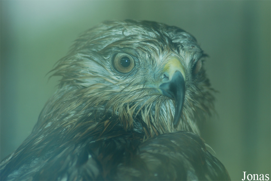 Accipiter gentilis