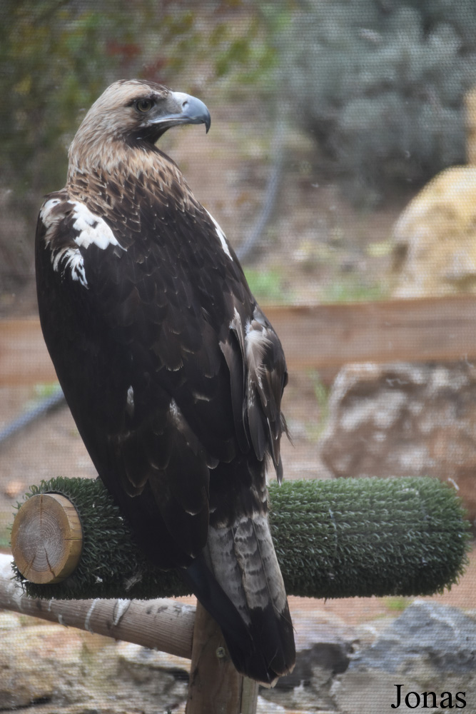 Aquila adalberti