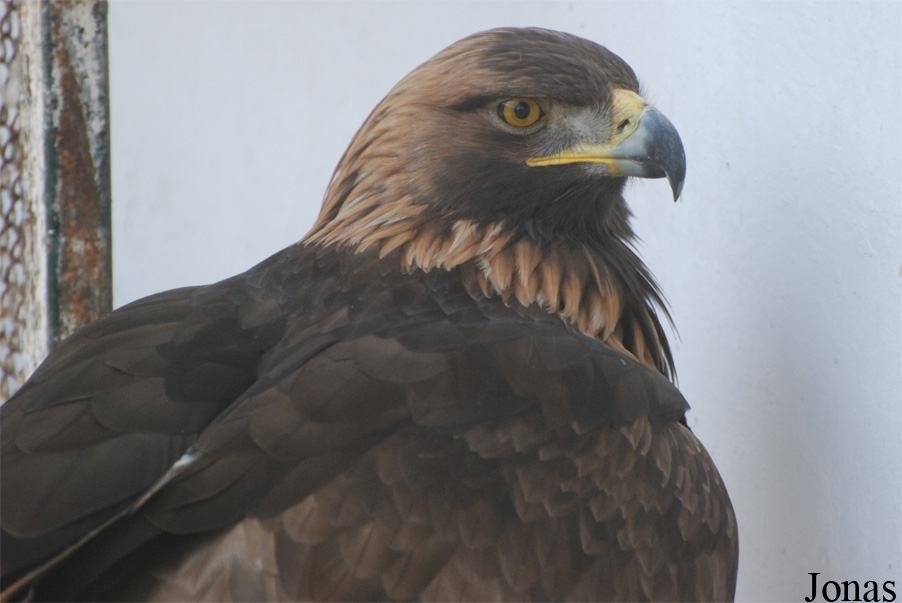 Aquila chrysaetos