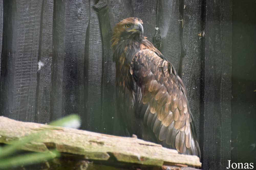 Aquila chrysaetos