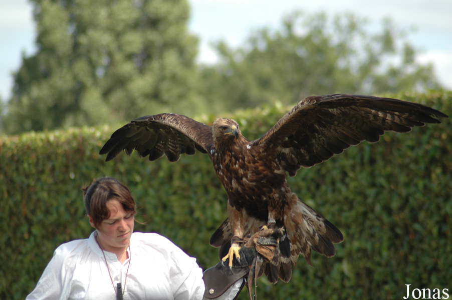 Aquila chrysaetos