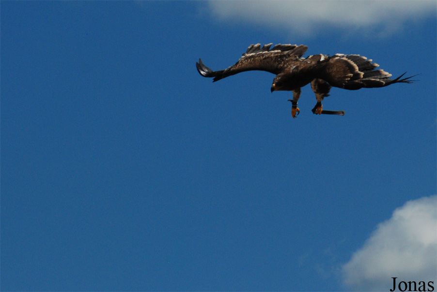 Aquila chrysaetos