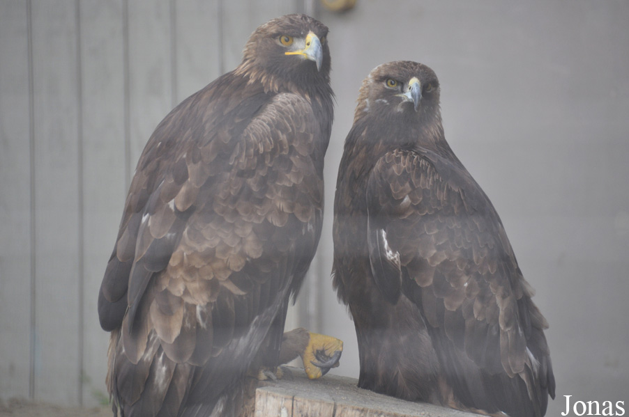 Aquila chrysaetos canadensis